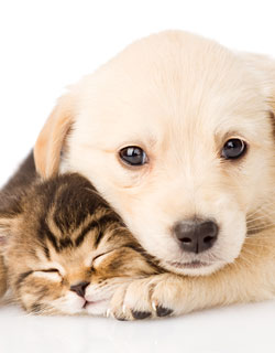 بچه سگ و گربه