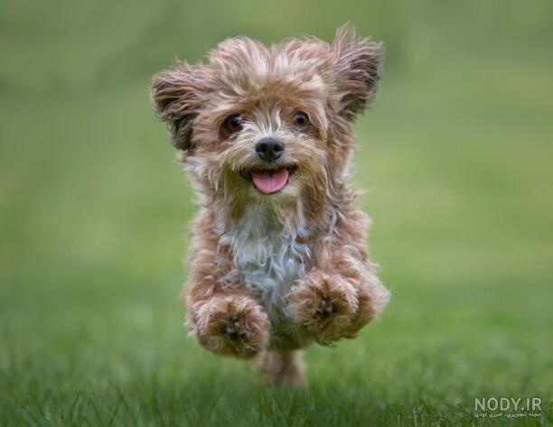 سگ در حال دویدن